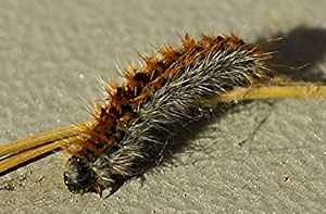 chenille processionnaire
